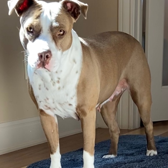 Some info - Picture 5 of 6